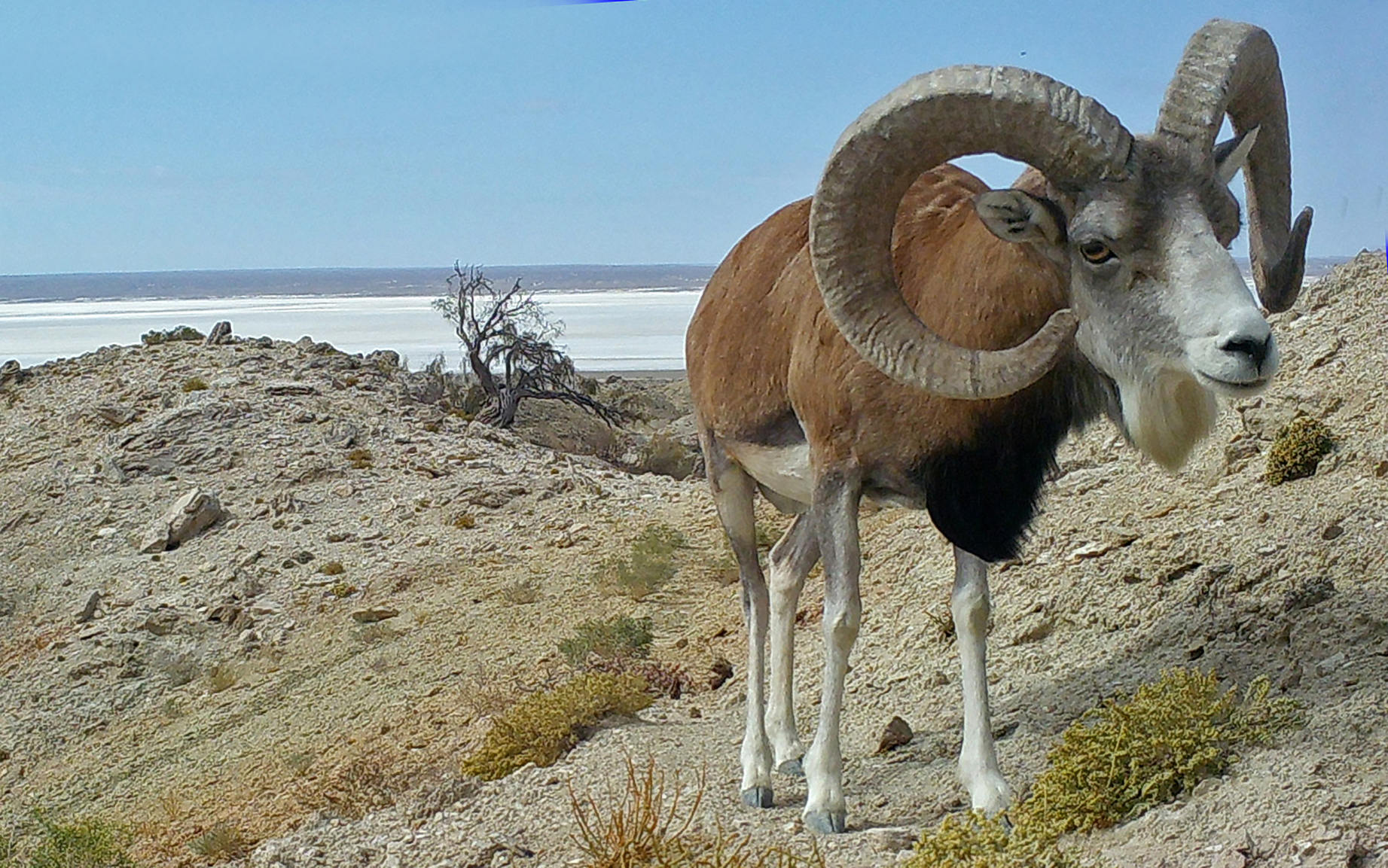 Biodiversity of the Ustyurt Plateau